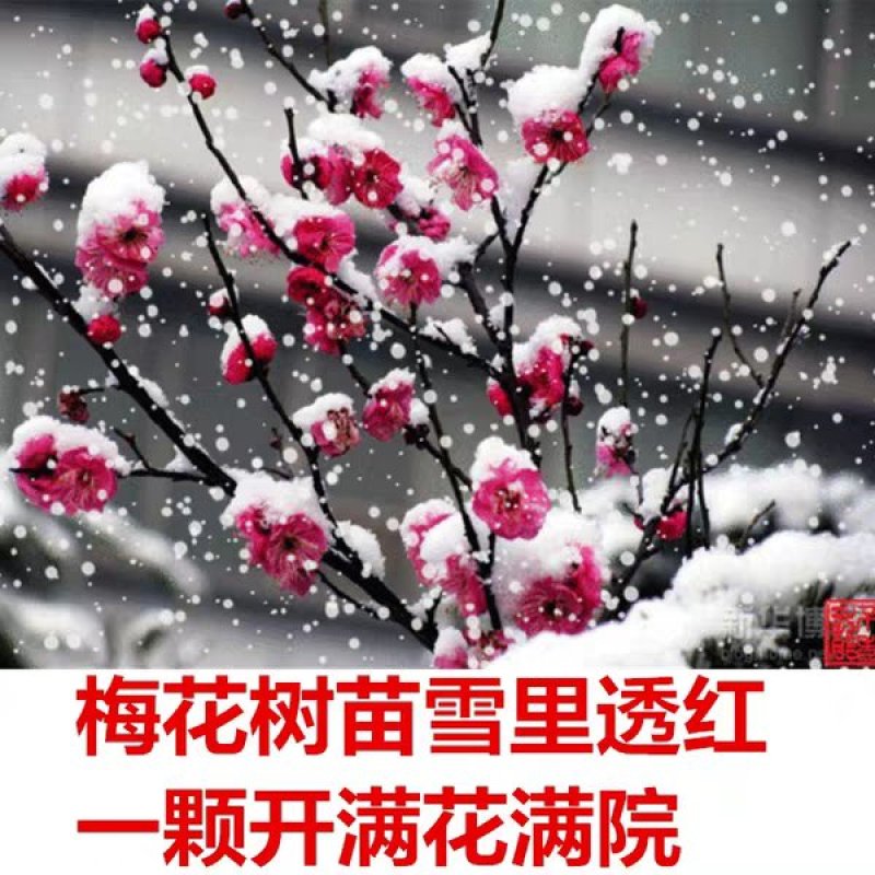 红梅苗【速生生长速度快】南方北方都可以种植耐寒耐旱