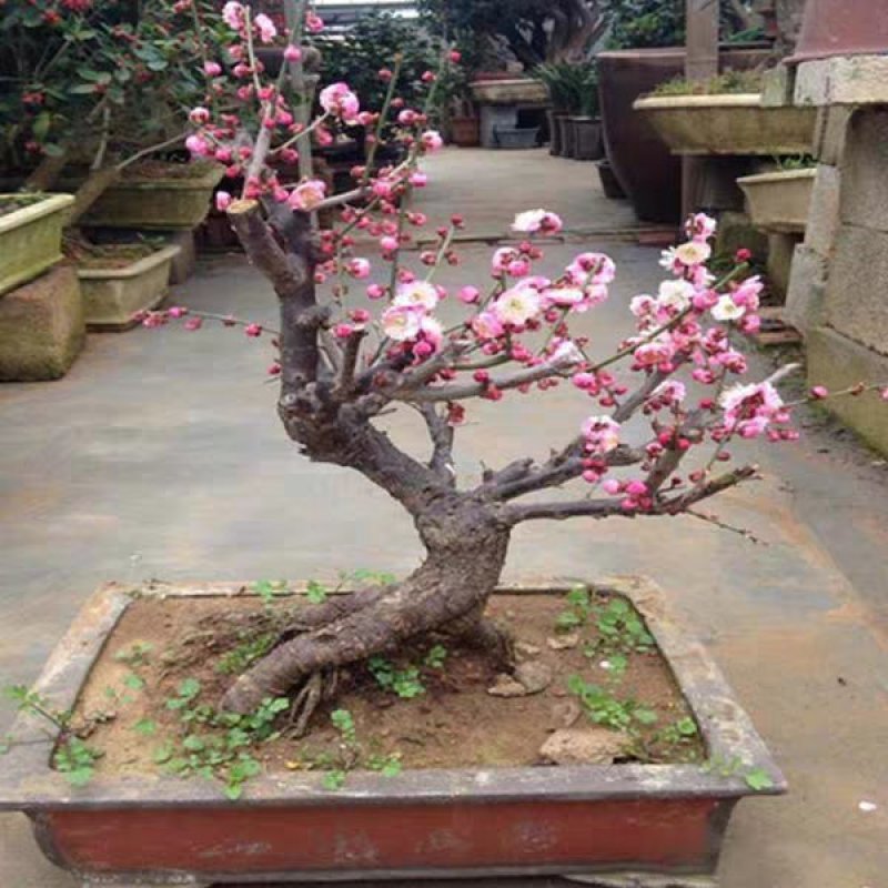 红梅苗【速生生长速度快】南方北方都可以种植耐寒耐旱