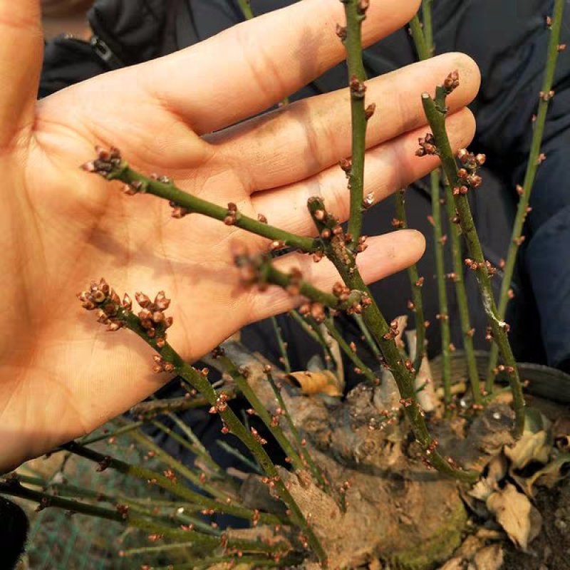 红梅苗【速生生长速度快】南方北方都可以种植耐寒耐旱