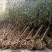 红梅苗【速生生长速度快】南方北方都可以种植耐寒耐旱