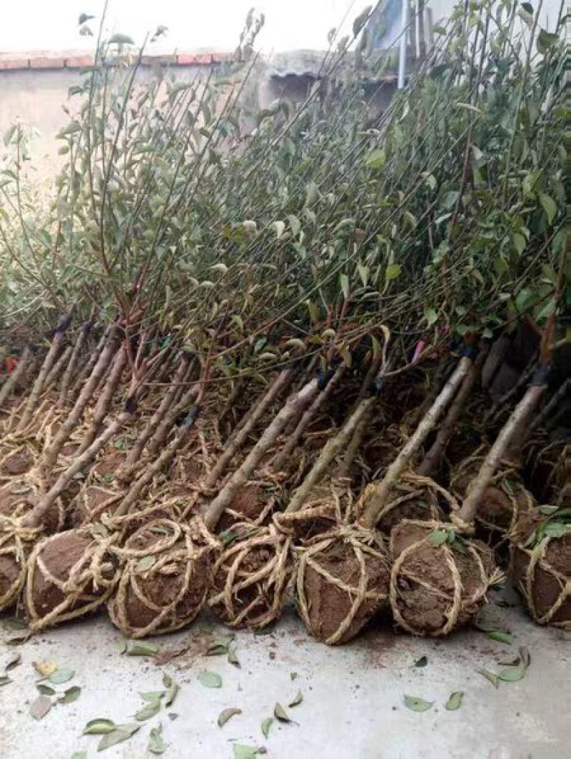 红梅苗【速生生长速度快】南方北方都可以种植耐寒耐旱