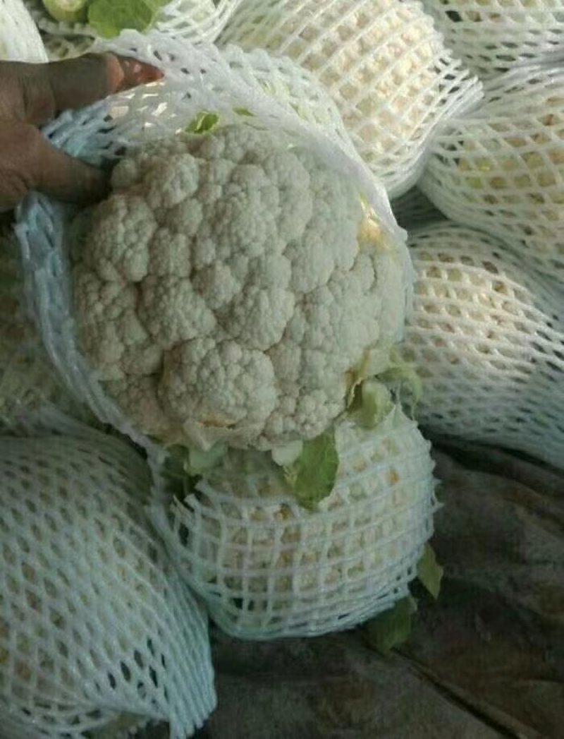 邯郸精品菜花，大量上市质量好白度好货源充足欢迎来电咨询