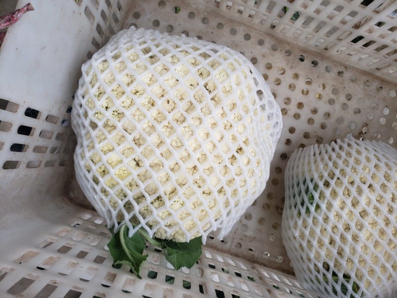 邯郸精品菜花，大量上市质量好白度好货源充足欢迎来电咨询