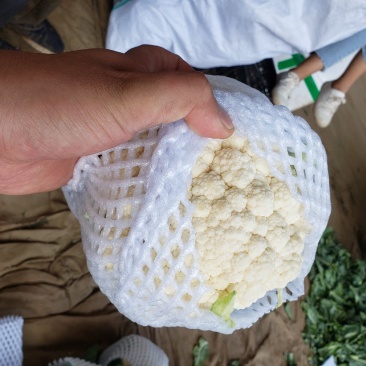 邯郸精品菜花，大量上市质量好白度好货源充足欢迎来电咨询