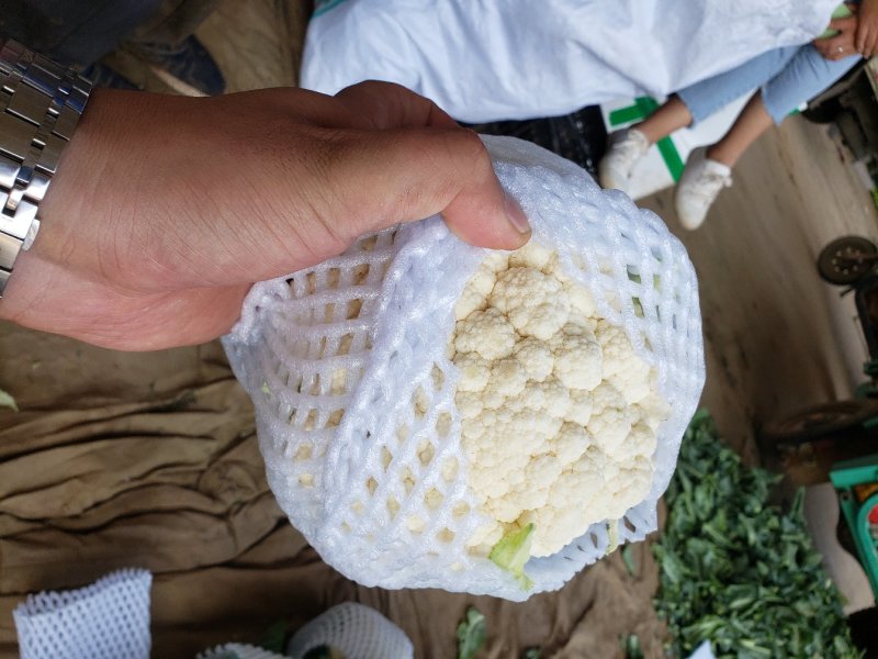 邯郸精品菜花，大量上市质量好白度好货源充足欢迎来电咨询