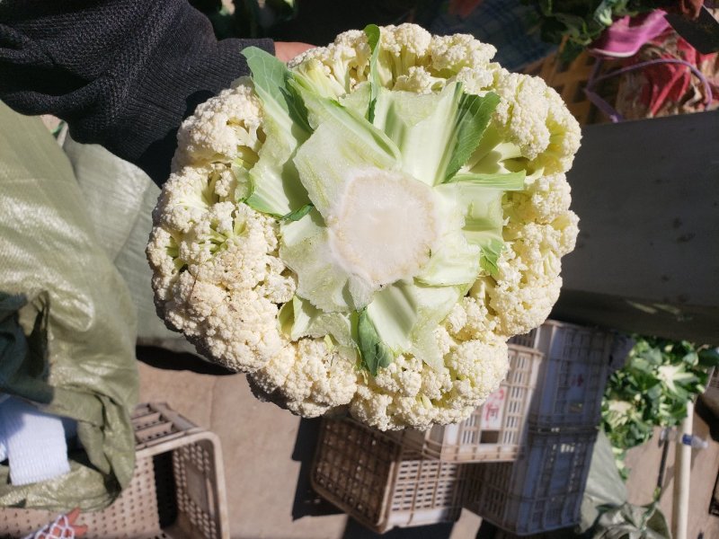 邯郸精品菜花，大量上市质量好白度好货源充足欢迎来电咨询