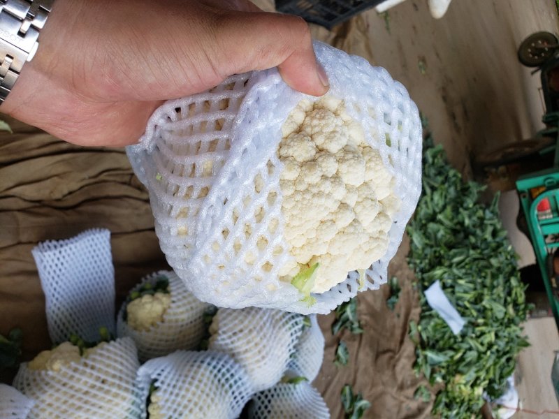 邯郸精品菜花，大量上市质量好白度好货源充足欢迎来电咨询
