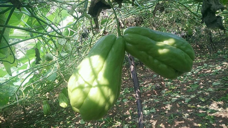 佛手瓜4两以上山东货精品货，网套加泡沫箱