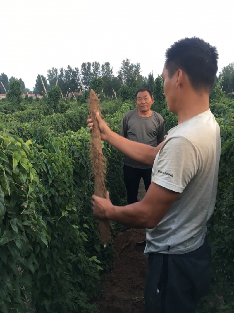 麻山药，型好纯沙地，口感好