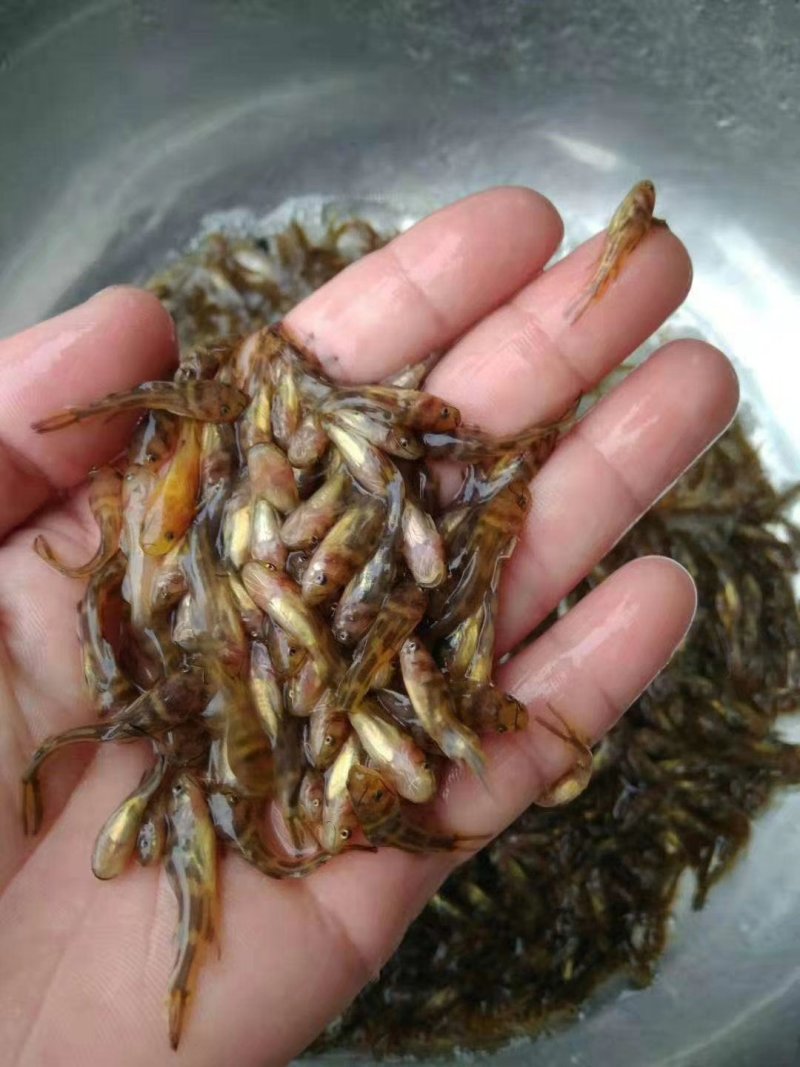 黄骨鱼苗黄骨丁幼苗
