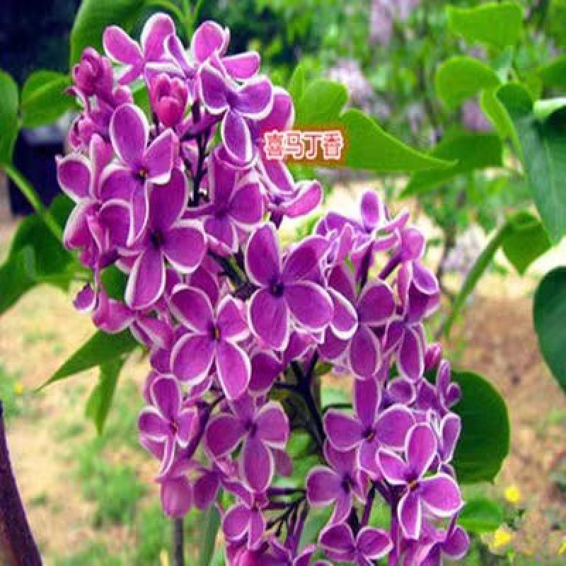丁香树【速生生长速度快】南方北方都可以种植成活率高