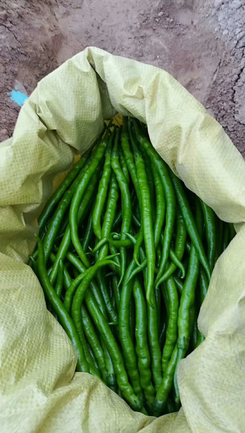线椒大量上市，青条线椒，黑条线椒，质量保证，