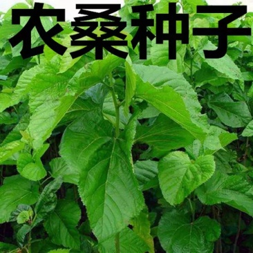 农桑种子农桑14号农桑12号桑树种子蚕桑种子