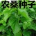 农桑种子农桑14号农桑12号桑树种子蚕桑种子
