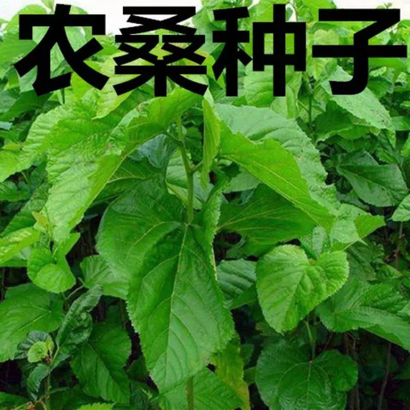 农桑种子农桑14号农桑12号桑树种子蚕桑种子
