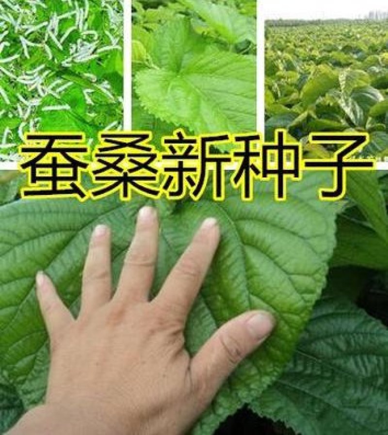 桂桑优12号桂桑种子蚕桑新种子桑树新种子桑树种子