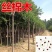 丝绵木种子新种子新采摘种子卫矛种子林木种子