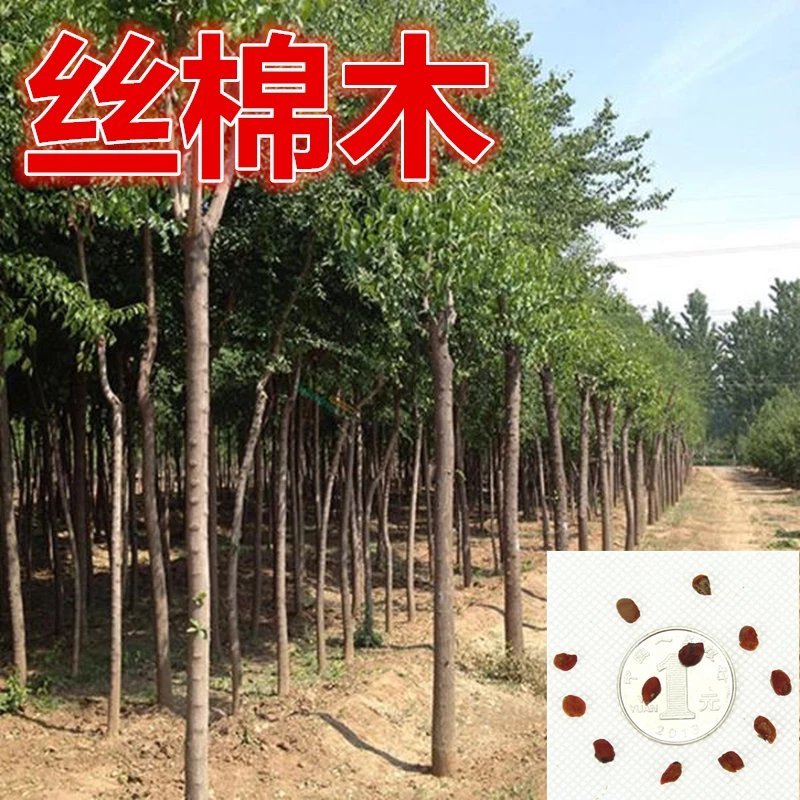 丝绵木种子新种子新采摘种子卫矛种子林木种子
