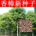 樟树种子香樟新种子新采香樟种子林木种子