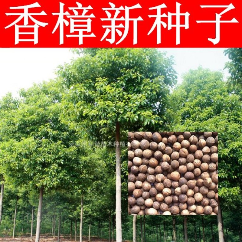 樟树种子香樟新种子新采香樟种子林木种子