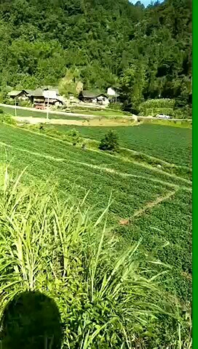 章姬草莓苗甜宝草莓苗产量高沙地苗