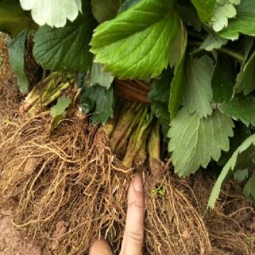 章姬草莓苗甜宝草莓苗产量高沙地苗