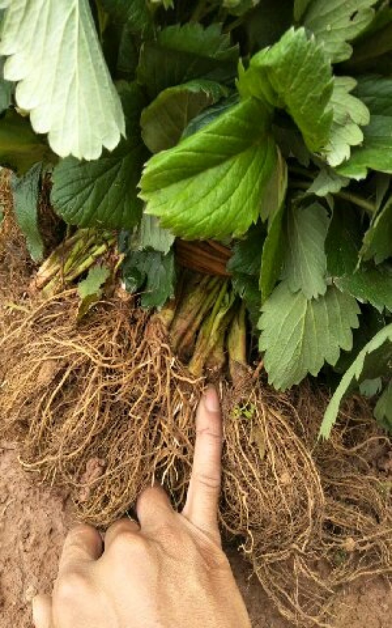 章姬草莓苗甜宝草莓苗产量高沙地苗