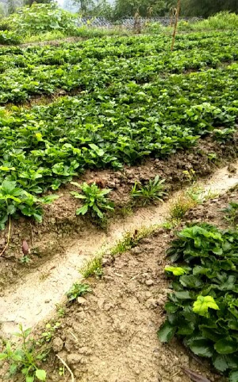 章姬草莓苗甜宝草莓苗产量高沙地苗