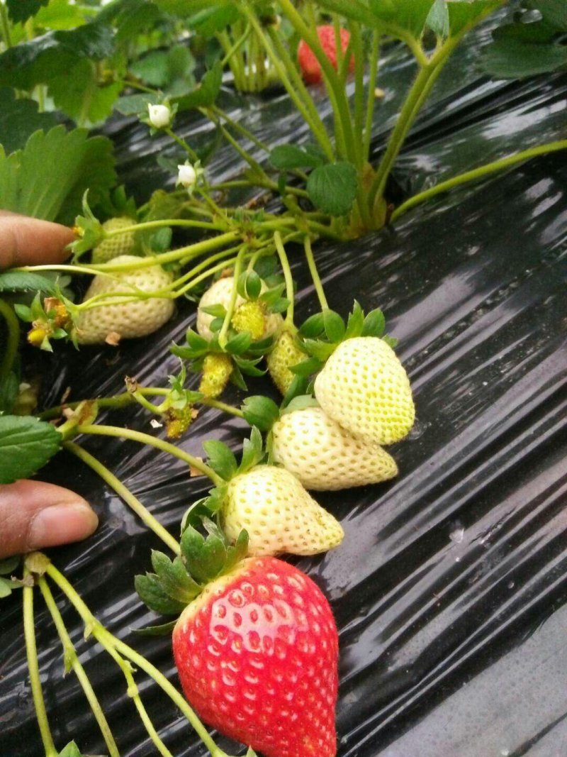 章姬草莓苗甜宝草莓苗产量高沙地苗