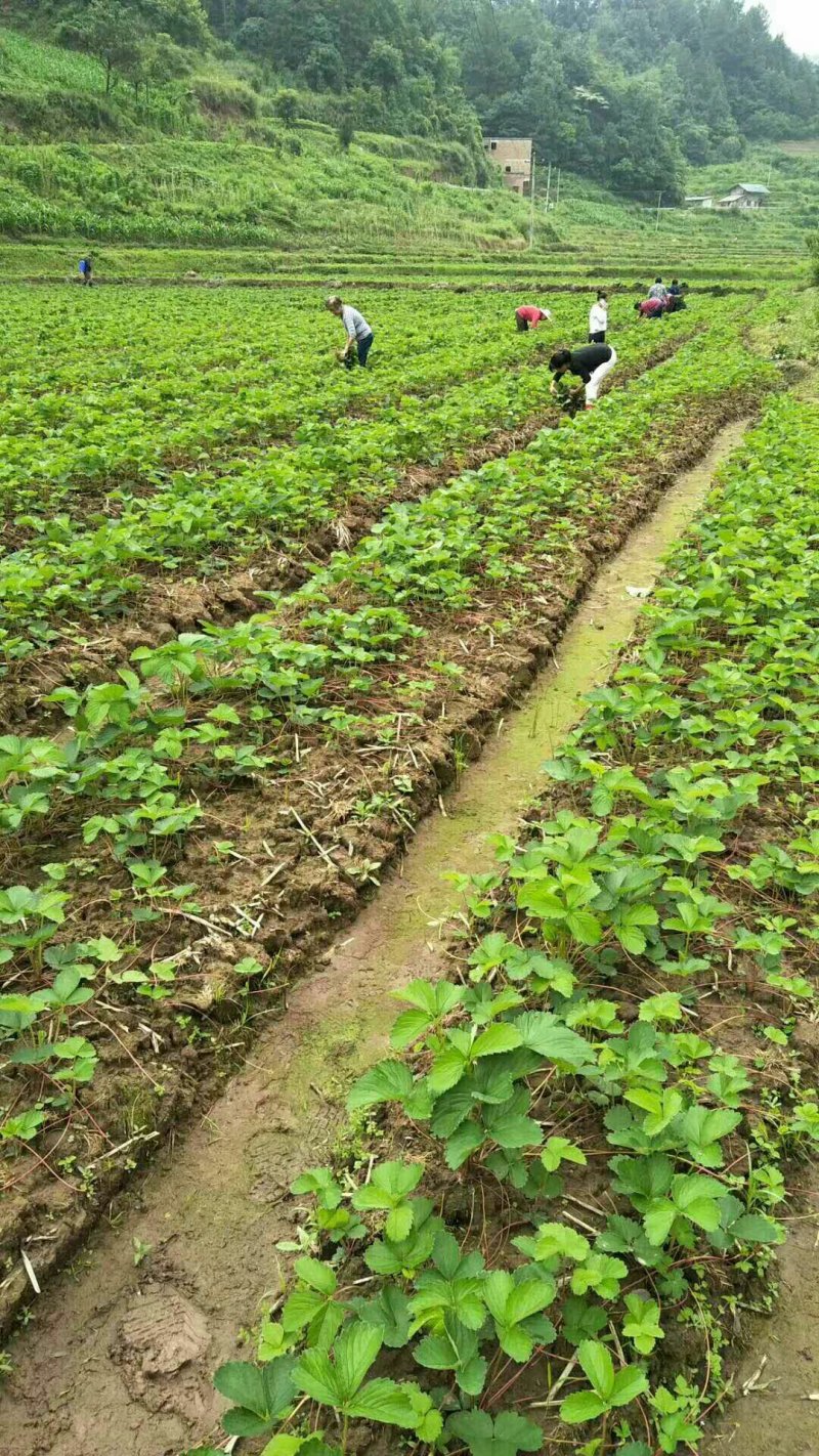 章姬草莓苗甜宝草莓苗产量高沙地苗