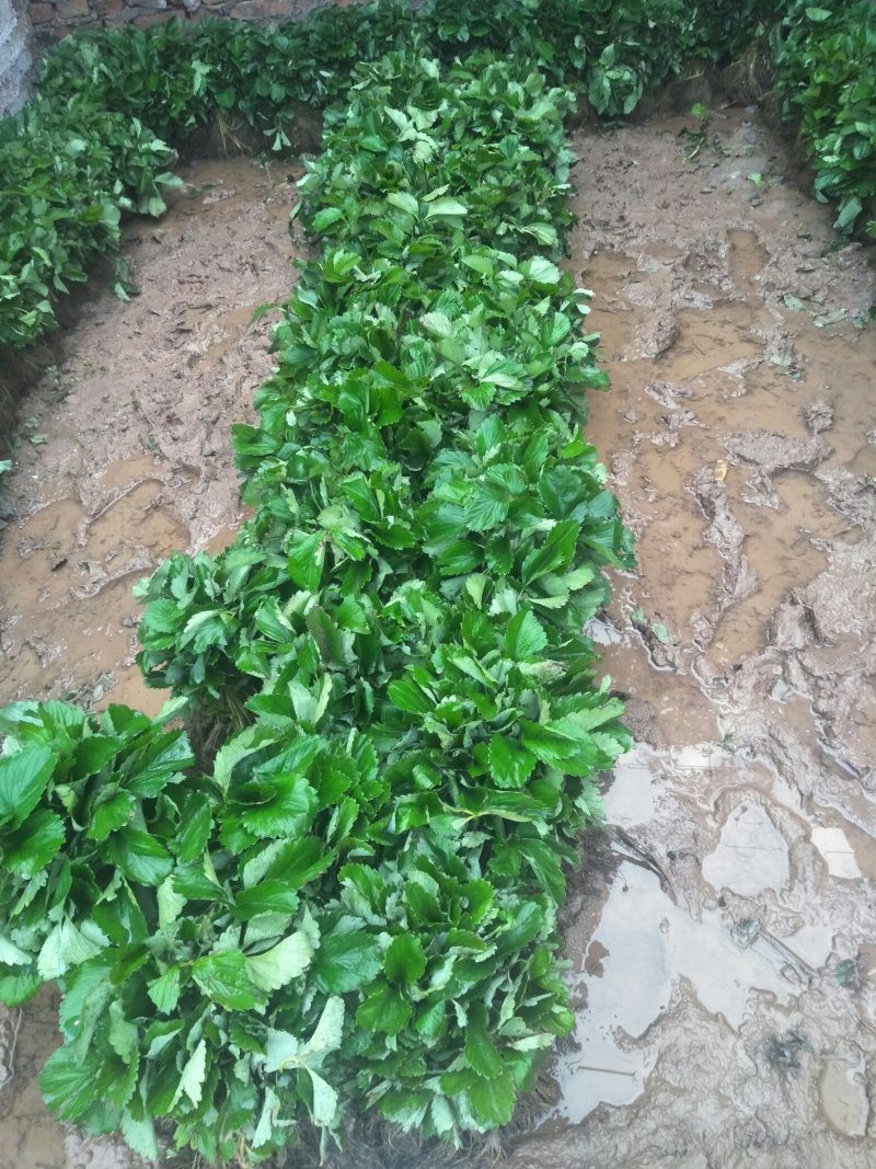 章姬草莓苗甜宝草莓苗产量高沙地苗