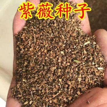 新采优质紫薇种子红花紫薇种子紫薇种子速生紫薇新种子