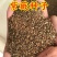 新采优质紫薇种子红花紫薇种子紫薇种子速生紫薇新种子