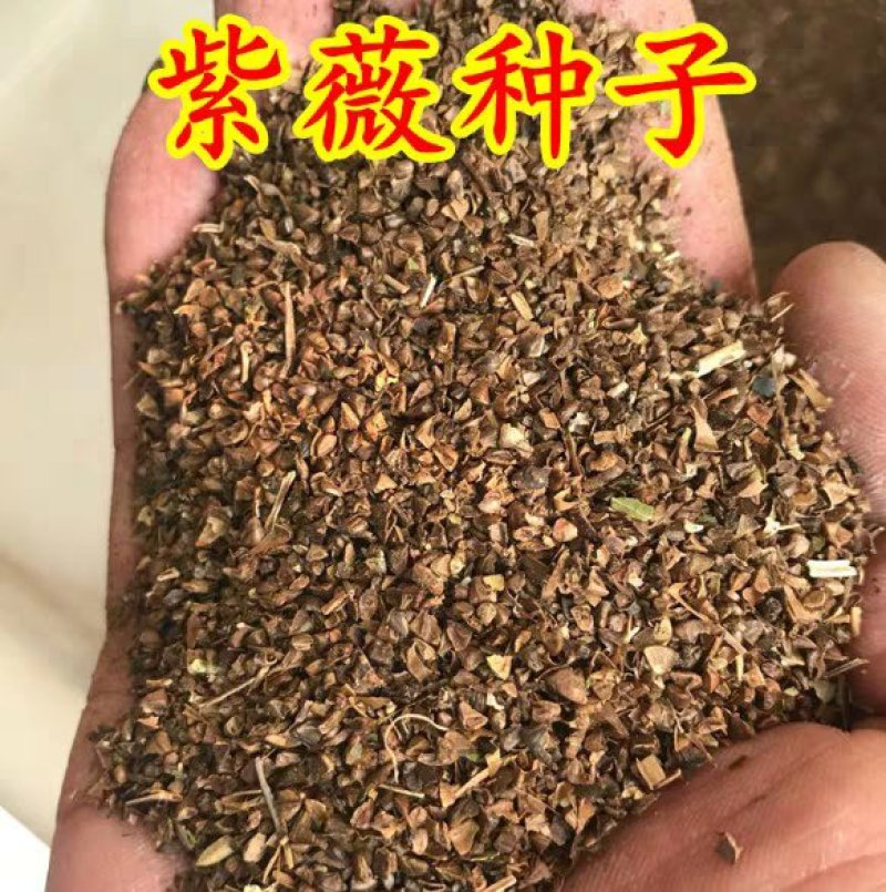 新采优质紫薇种子红花紫薇种子紫薇种子速生紫薇新种子