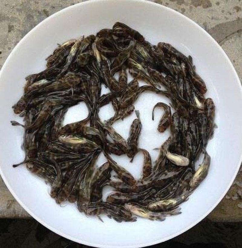 黄骨鱼苗黄骨丁幼苗