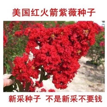 美国红火箭紫薇种子红花紫薇种子新采紫薇种子紫薇种子