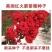 美国红火箭紫薇种子红花紫薇种子新采紫薇种子紫薇种子