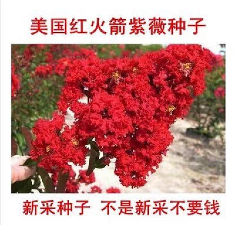 美国红火箭紫薇种子红花紫薇种子新采紫薇种子紫薇种子