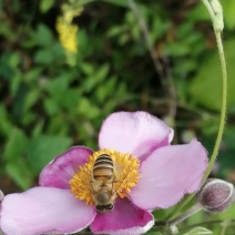 土蜂蜜