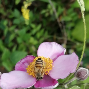土蜂蜜