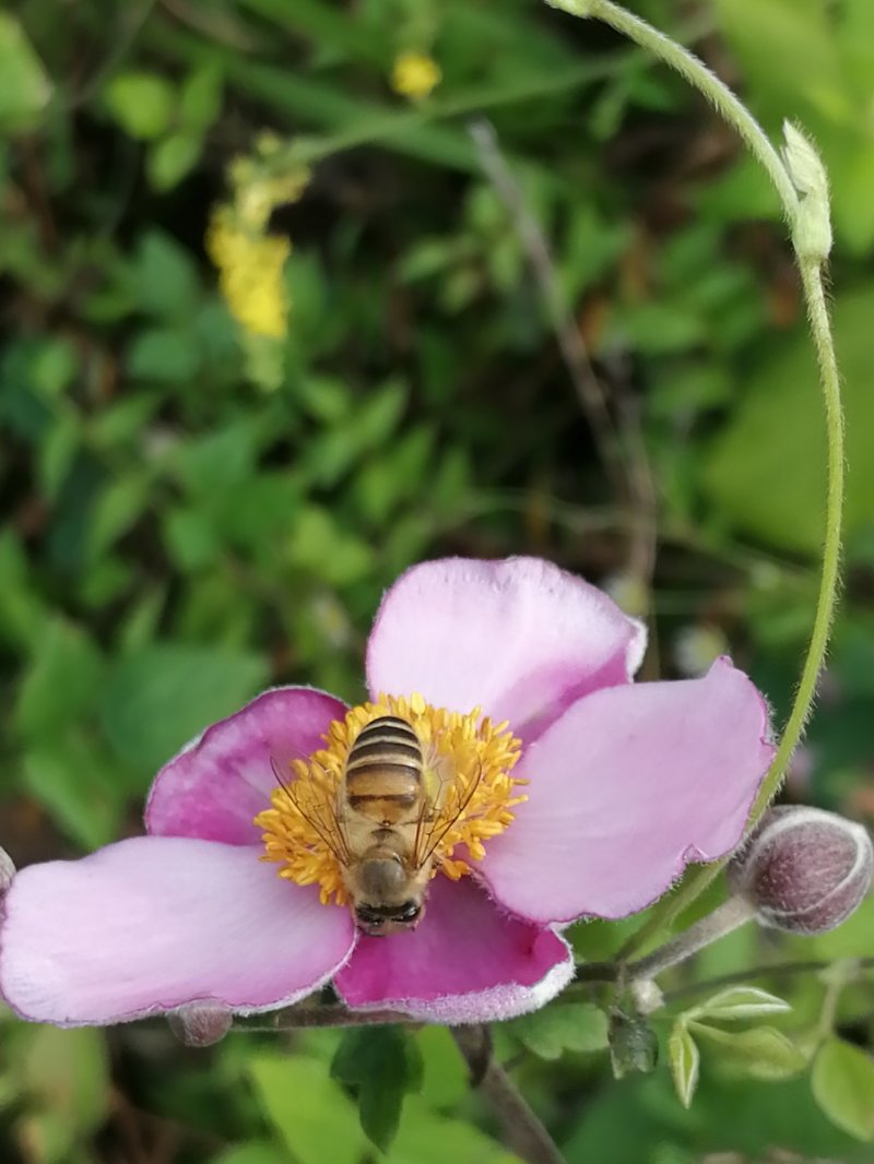 土蜂蜜