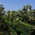 土蜂蜜