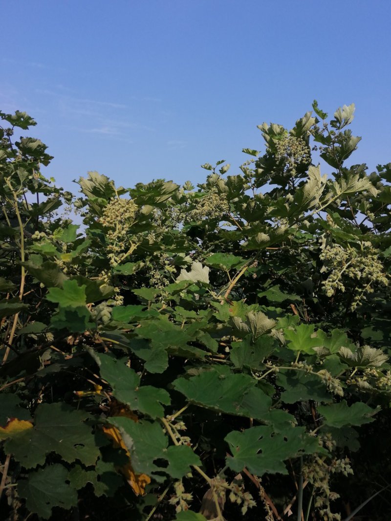 土蜂蜜