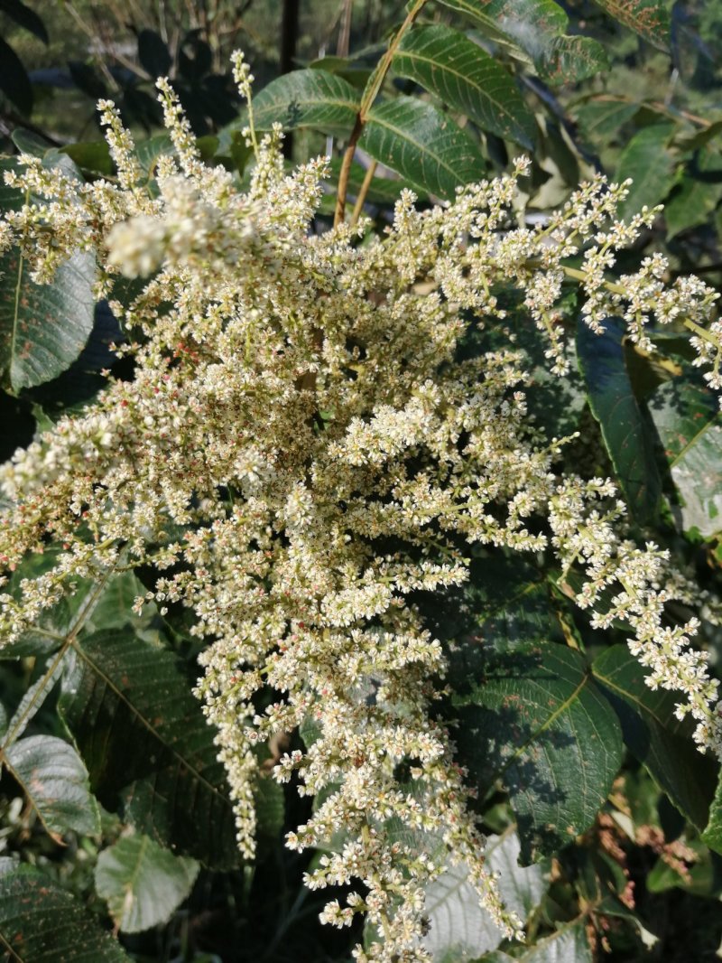 土蜂蜜