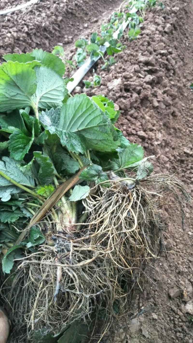 天仙醉草莓苗妙三贵妃久香醉侠基地直发产量高