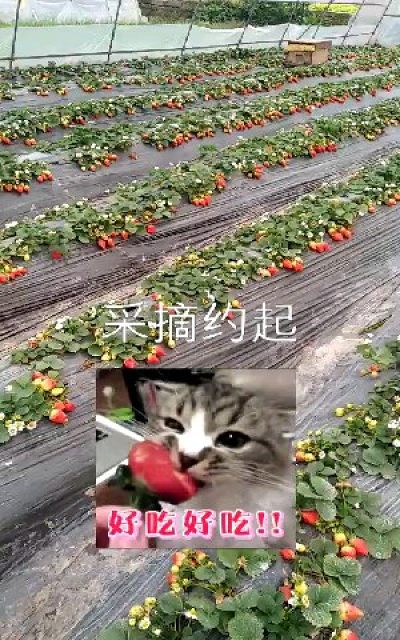 天仙醉草莓苗妙三贵妃久香醉侠基地直发产量高