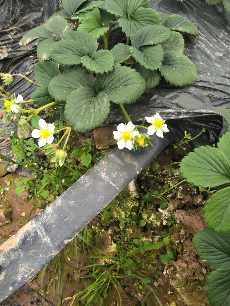 天仙醉草莓苗妙三贵妃久香醉侠基地直发产量高