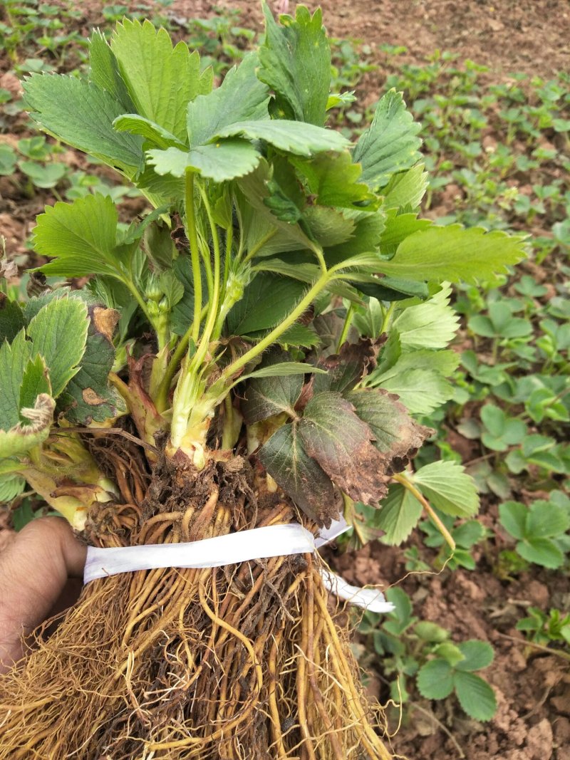 天仙醉草莓苗妙三贵妃久香醉侠基地直发产量高