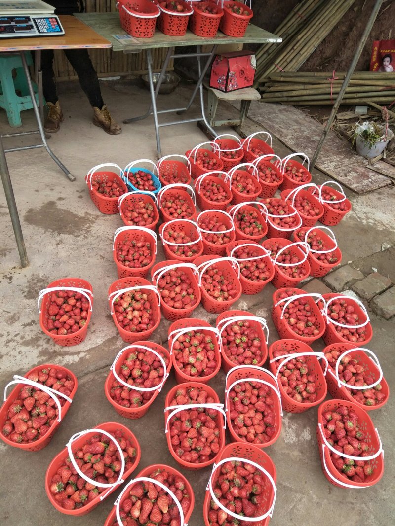 天仙醉草莓苗妙三贵妃久香醉侠基地直发产量高