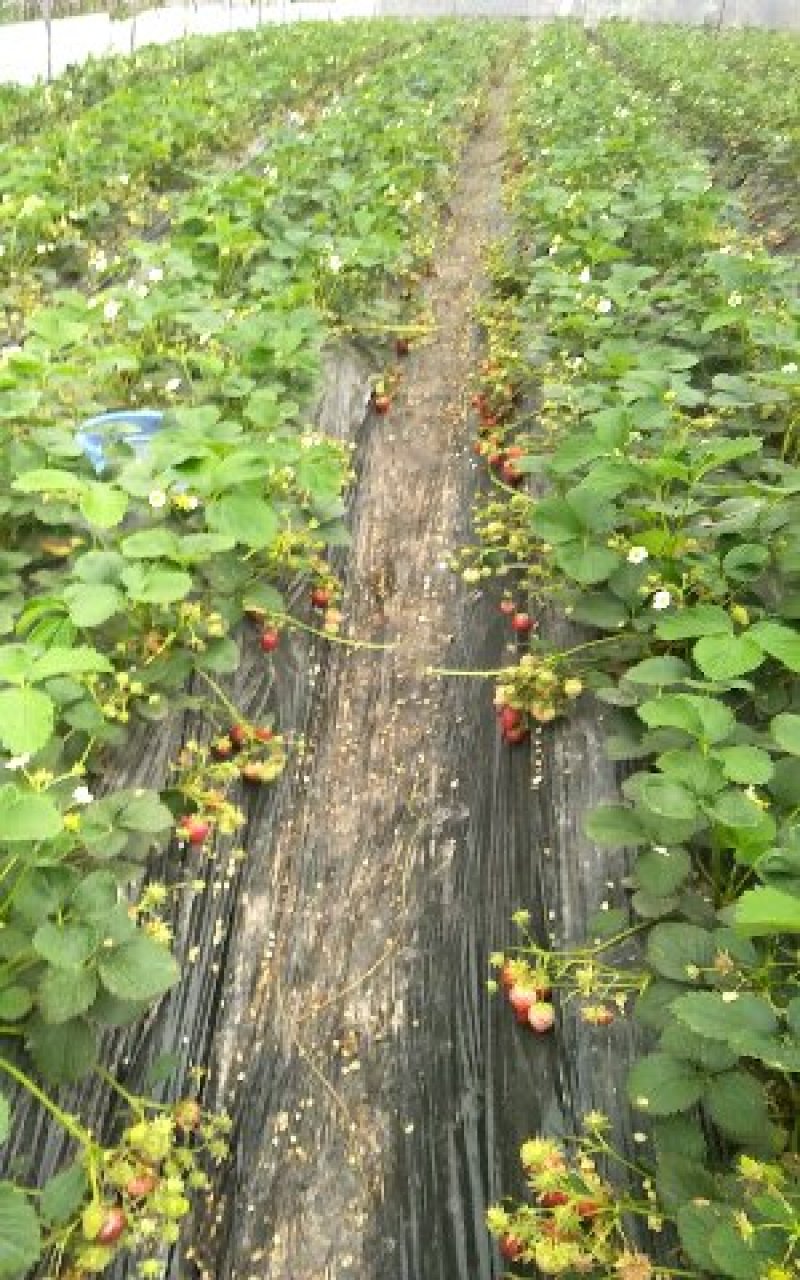 硕丽草莓苗甘露草莓苗